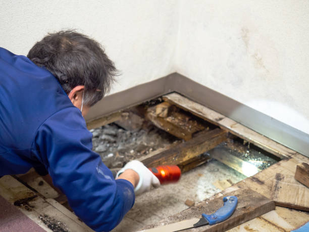Best Home Mold Removal  in Livingston, CA