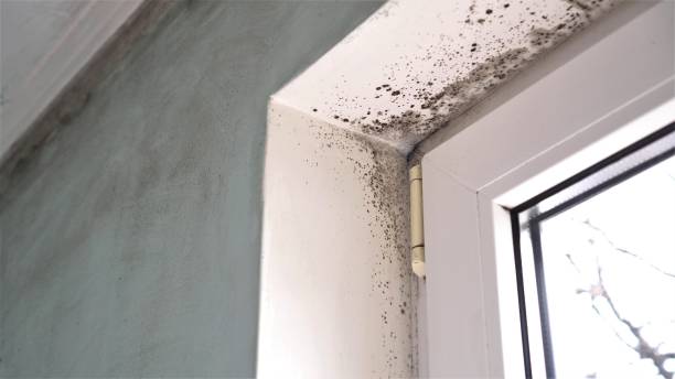 Best Crawl Space Mold Removal  in Livingston, CA