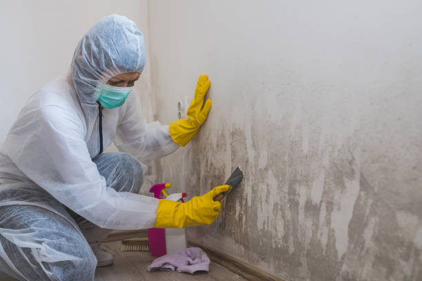 Best Mold Removal Company Near Me  in Livingston, CA