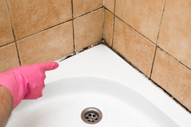 Best Attic Mold Removal  in Livingston, CA
